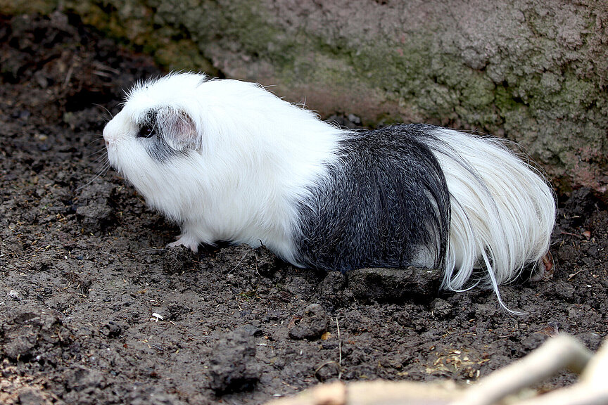 Guinea pig Zoo Leipzig