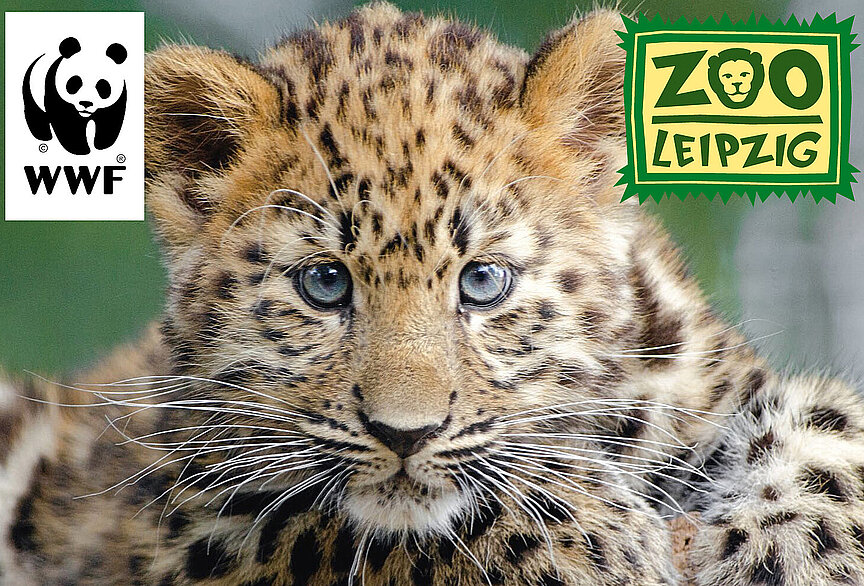 Team Leopard Leipzig Junger Amurleopard mit oben links WWF-Logo, oben rechts Zoo-Leipzig-Logo