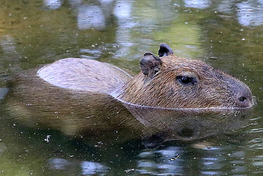 Capybara: Im Zoo Leipzig hautnah erleben