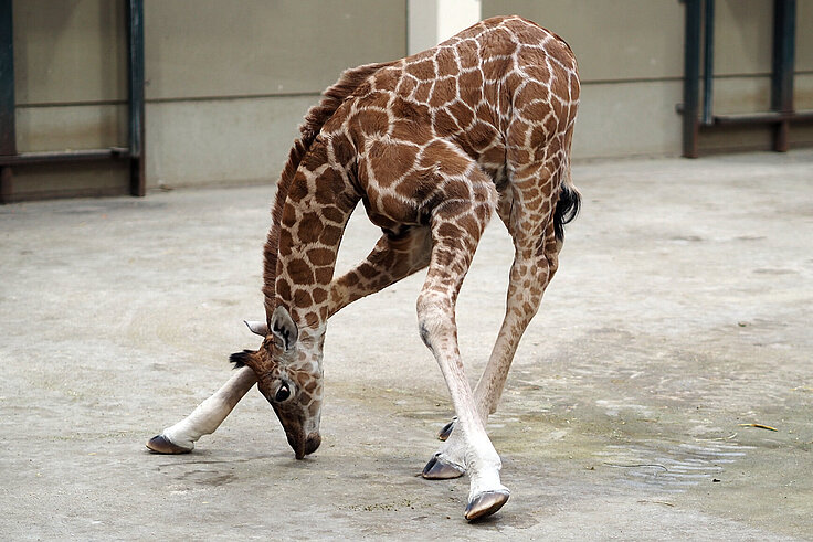 Giraffenjungtier streckt seinen Kopf nach unten