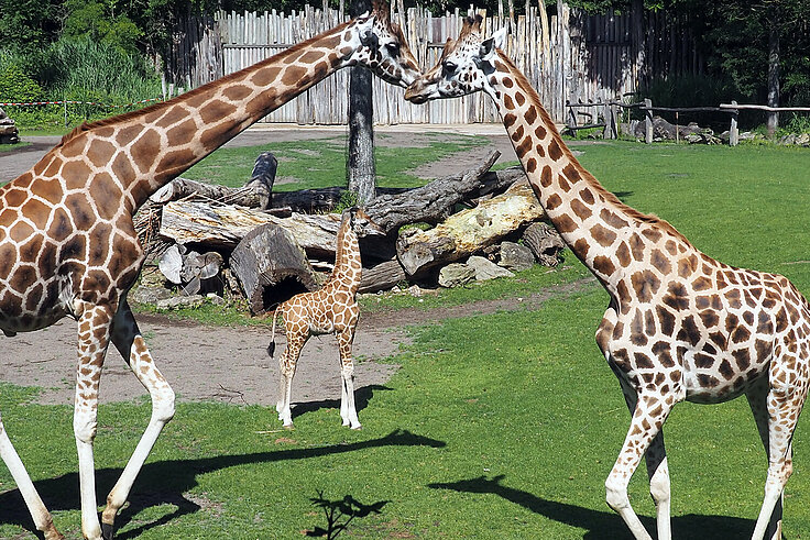 junger_Giraffenbulle_auf_der_Kiwara-Savanne_mit_weiteren_Herdenmitgliedern