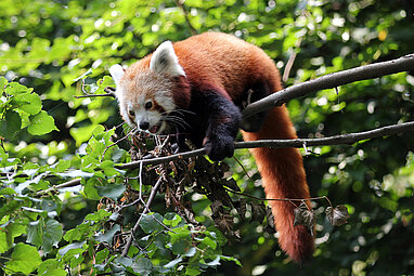 Asia | Zoo Leipzig