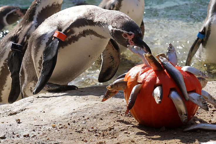 Humboldtpinguine mit Kürbis, der Mit Fischen bestückt ist