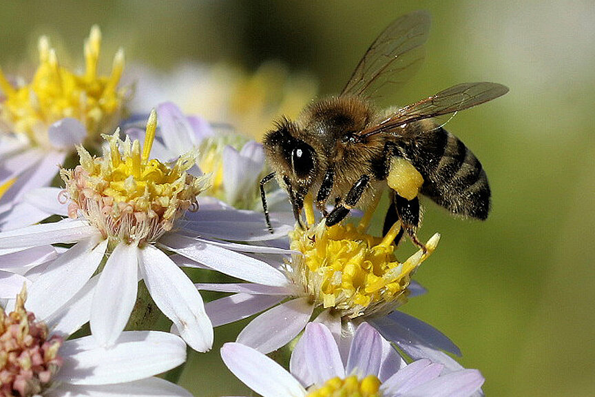 Biene auf Blüte Biene auf Blüte