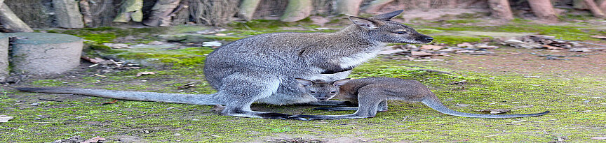 Ein Bennettkänguru gemeinsam mit seinem Jungtier von der Seite, das Jungtier schaut in Richtung Betrachter