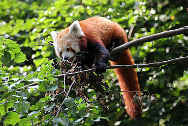 Red Pandas: Meet them at Zoo Leipzig!
