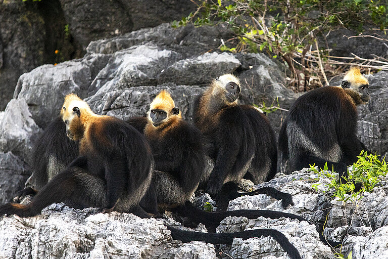 Mehrere Goldkopflanguren auf einem Felsen