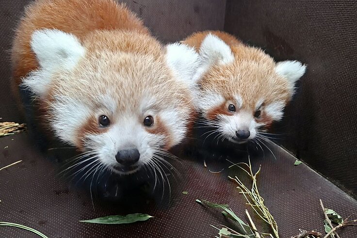 Roten Panda Zwillinge Die beiden Roten Panda Zwillinge in der Kiste, einer schaut direkt in die Kamera