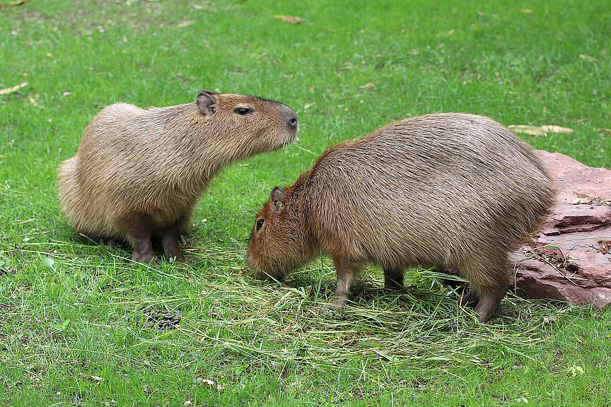 Capybara: Im Zoo Leipzig hautnah erleben