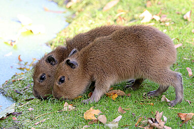 Capybara: Im Zoo Leipzig hautnah erleben