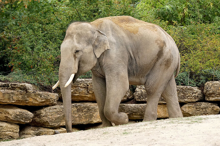 Asiatischer Elefant: Im Zoo Leipzig hautnah erleben