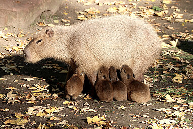 Capybara: Im Zoo Leipzig hautnah erleben