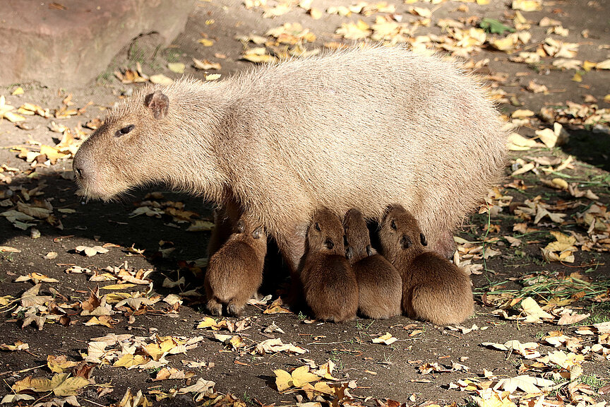 The Capybara is waiting for you at Zoo Leipzig!