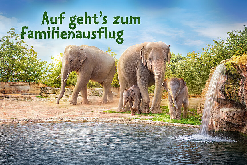 Plakat: 2 Elefanten mit 2 Jungtieren vor dem Wasserbecken auf der Außenanlage im Zoo Leipzig; Aufschrift: Auf geht's zum Familienausflug