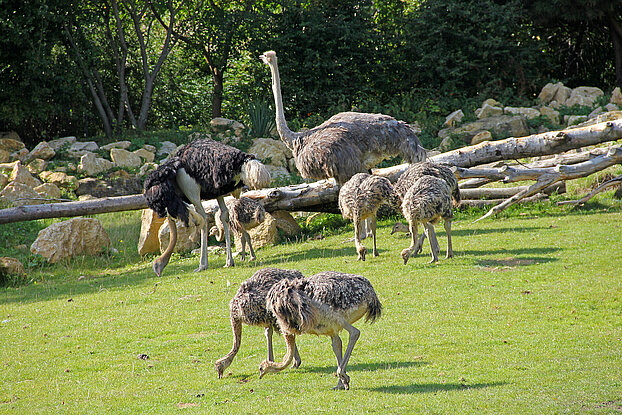 Südafrikanischer Blauhalsstrauß Im Zoo Leipzig